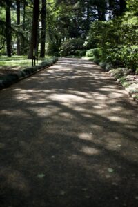 木漏れ日が差す新緑の園路