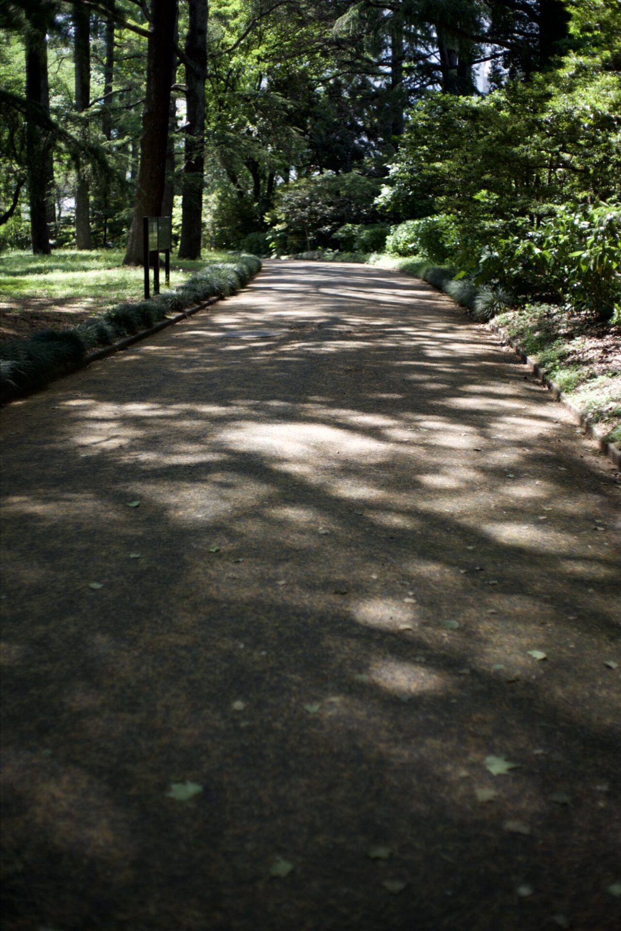木漏れ日が差す新緑の園路