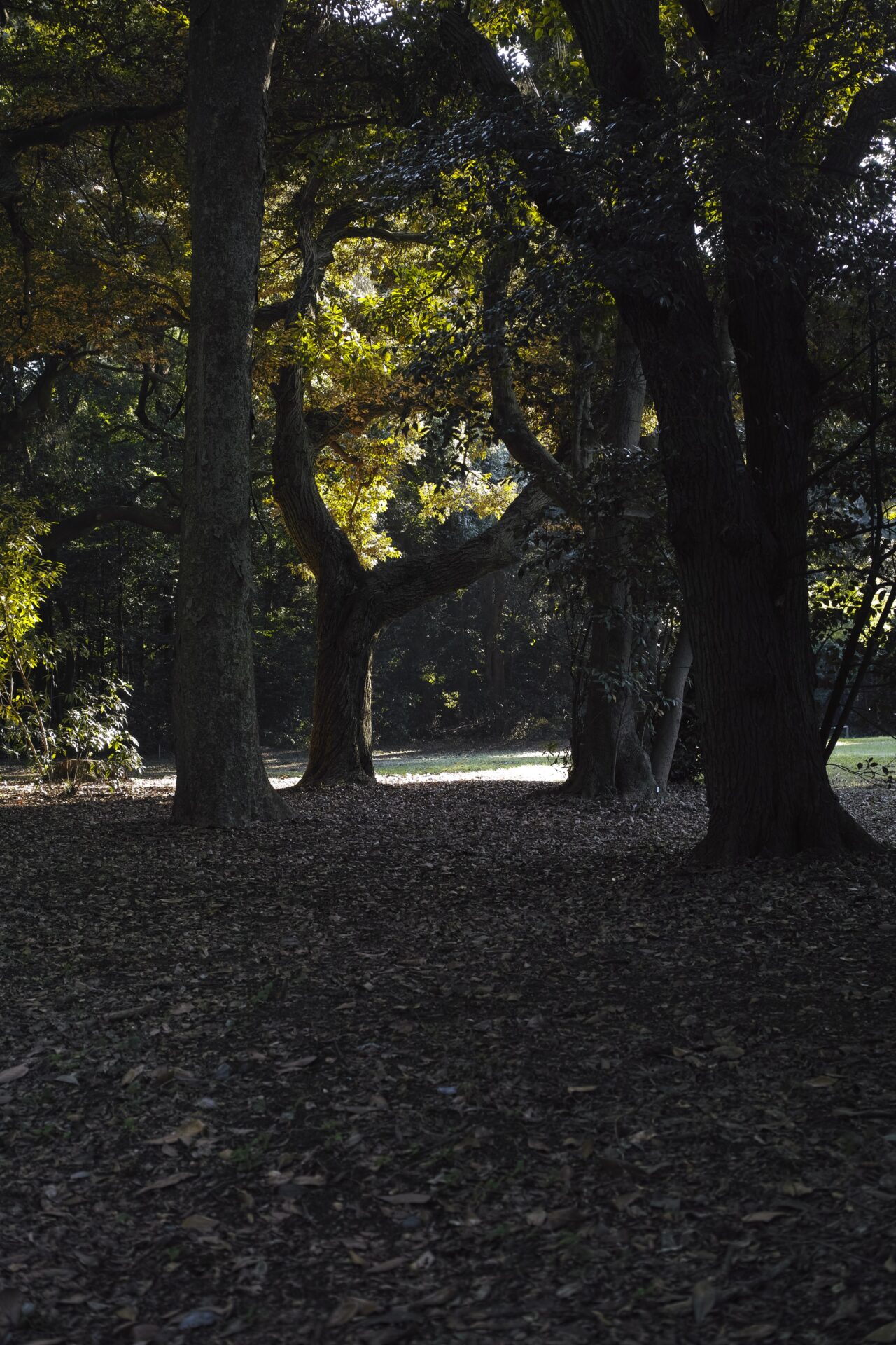 SIGMA DP2 Merrillで撮影した明治神宮の木立の縦位置写真