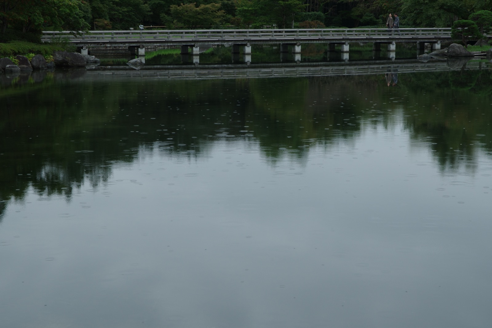 昭和記念公園の池に広がる雨粒の波紋