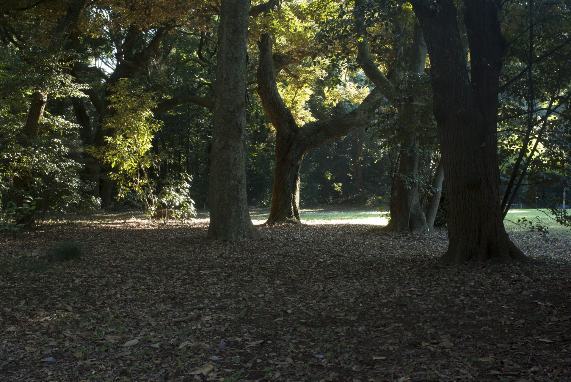 明治神宮の林で落ち葉の積もった地面まで西陽が差す風景