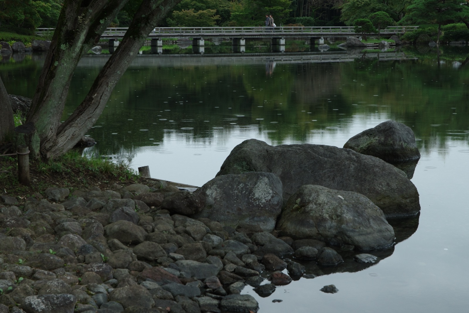 雨の日の昭和記念公園の池と岩