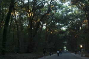 夕方の明治神宮参道で木々の上の方だけに斜めの西陽が残る風景