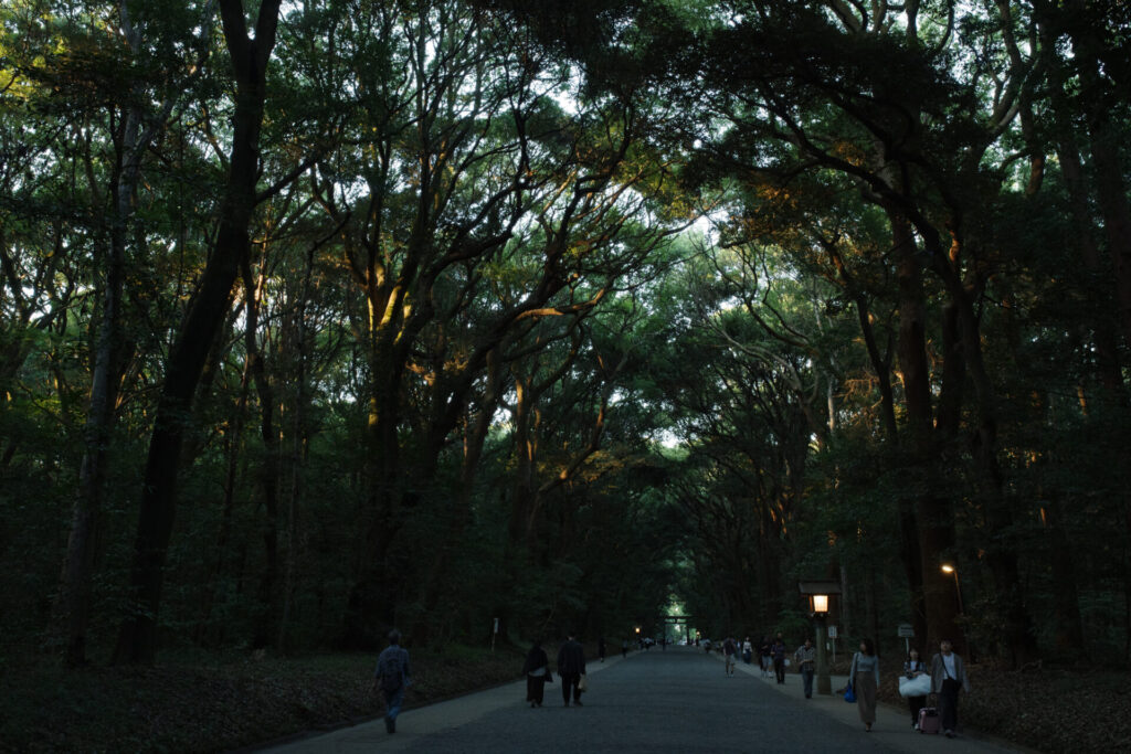 夕方の明治神宮参道を35mmで撮影した風景