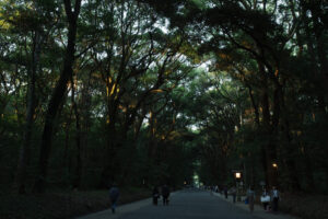 夕方の明治神宮参道を35mmで撮影した風景