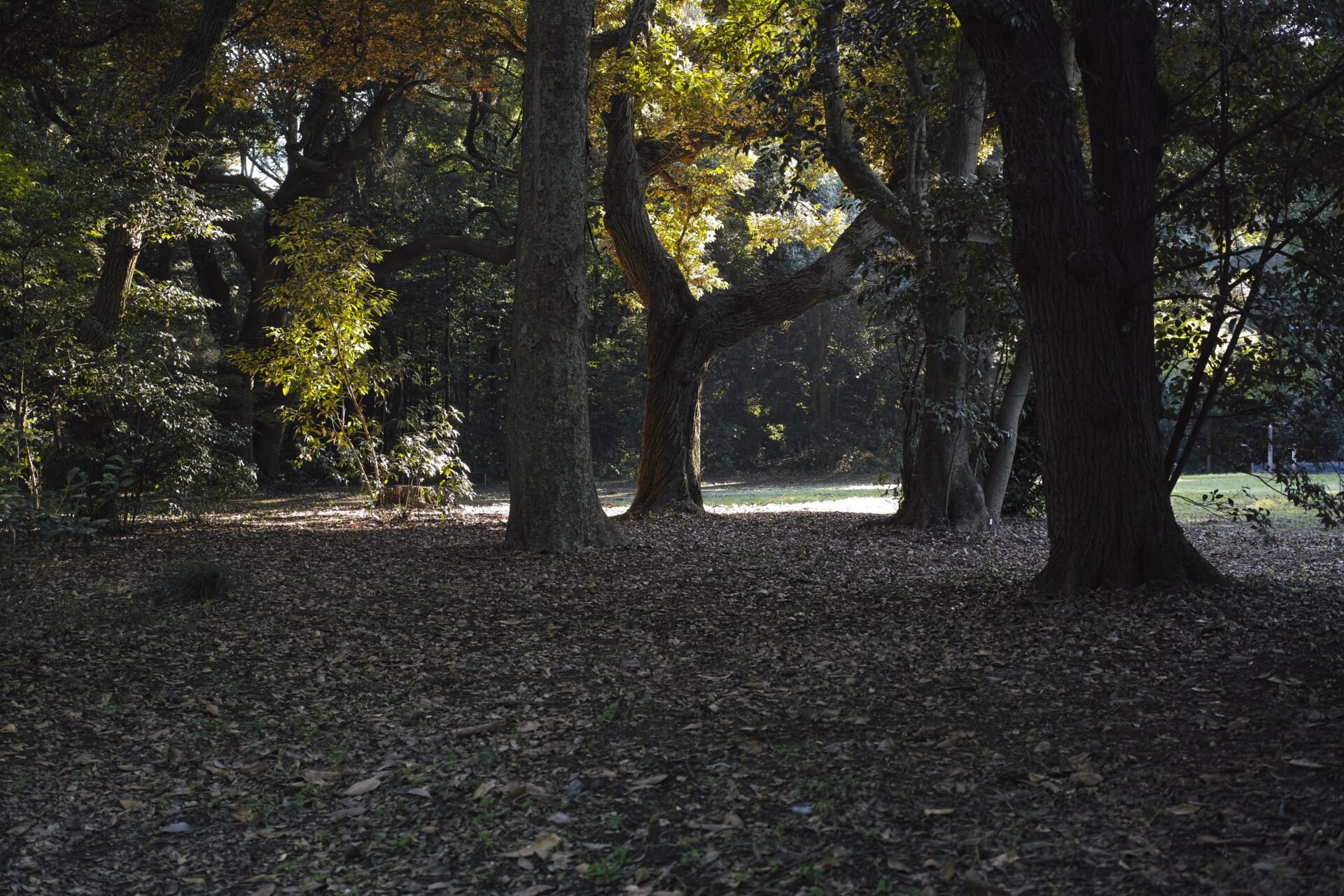SIGMA DP2 Merrillで撮影した明治神宮の木立と西陽
