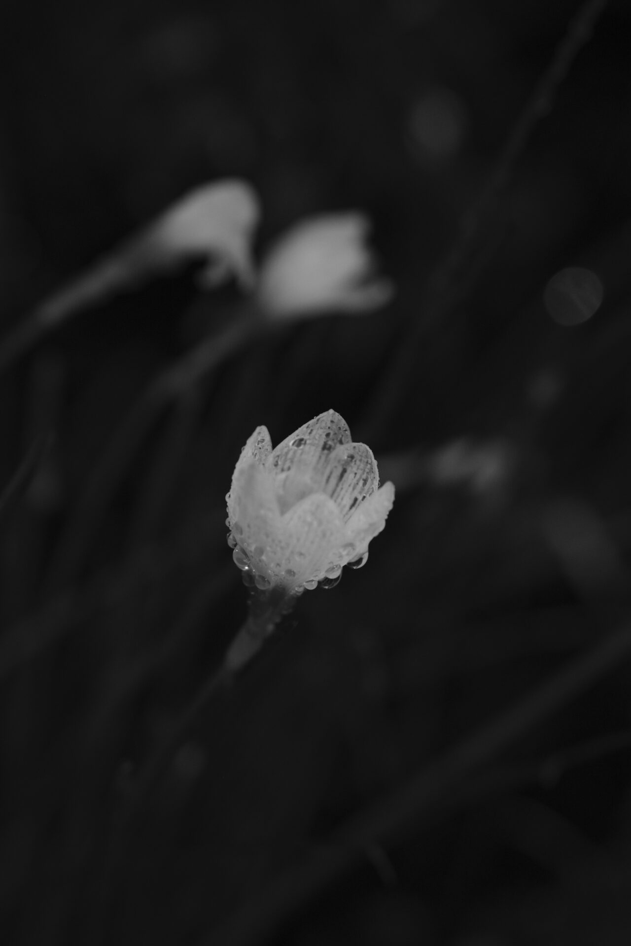 雨粒をまとった白い花をモノクロームで撮影した写真