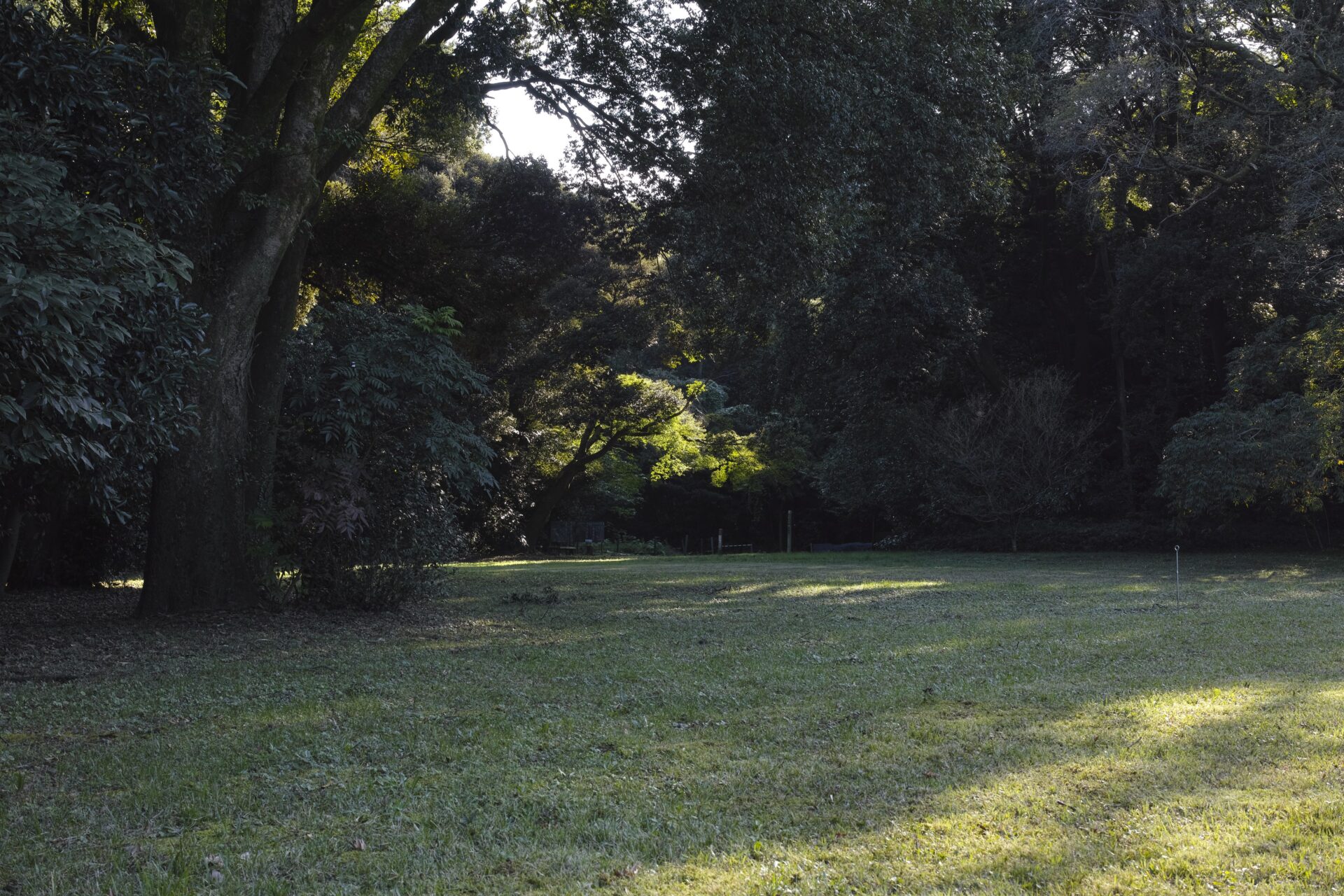 SIGMA DP2 Merrillで撮影した明治神宮の芝生に差す西陽