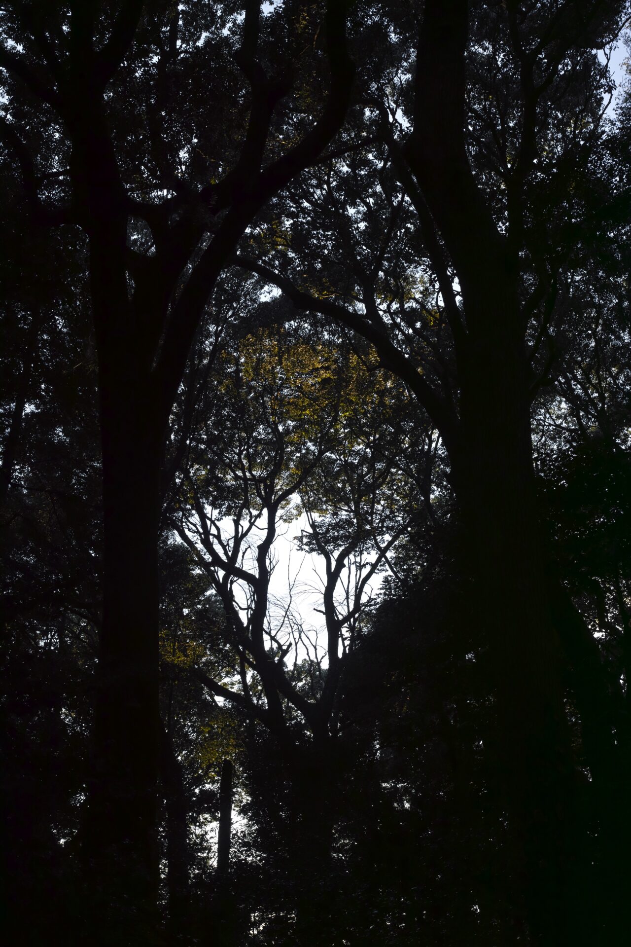 SIGMA DP2 Merrillで撮影した明治神宮の見上げた木々と空