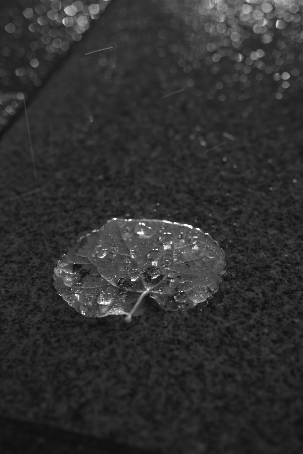 雨粒をまとった葉と街の光のボケ