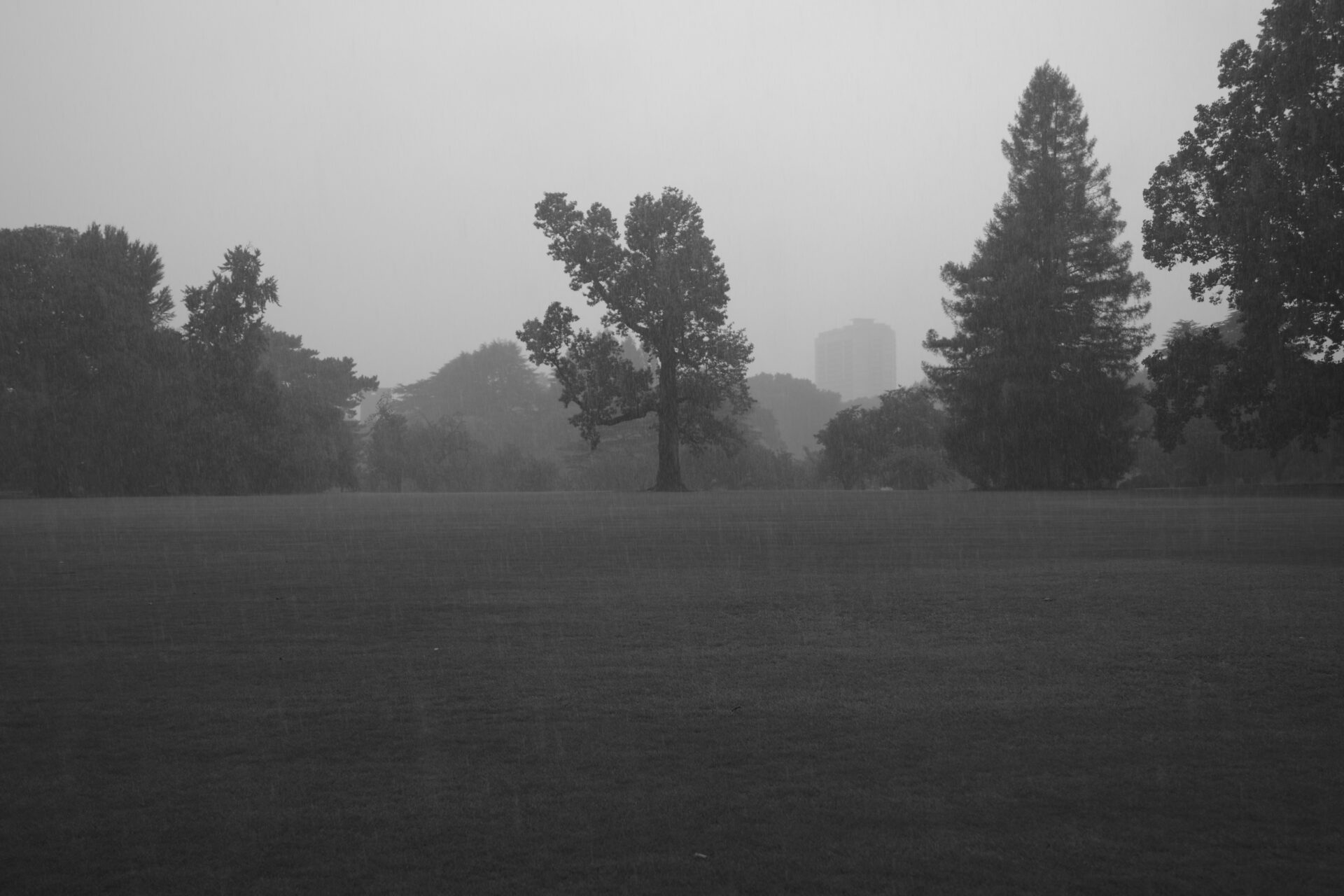 K-3 Mark III Monochromeで撮影した雨に霞む新宿御苑の芝生と遠景