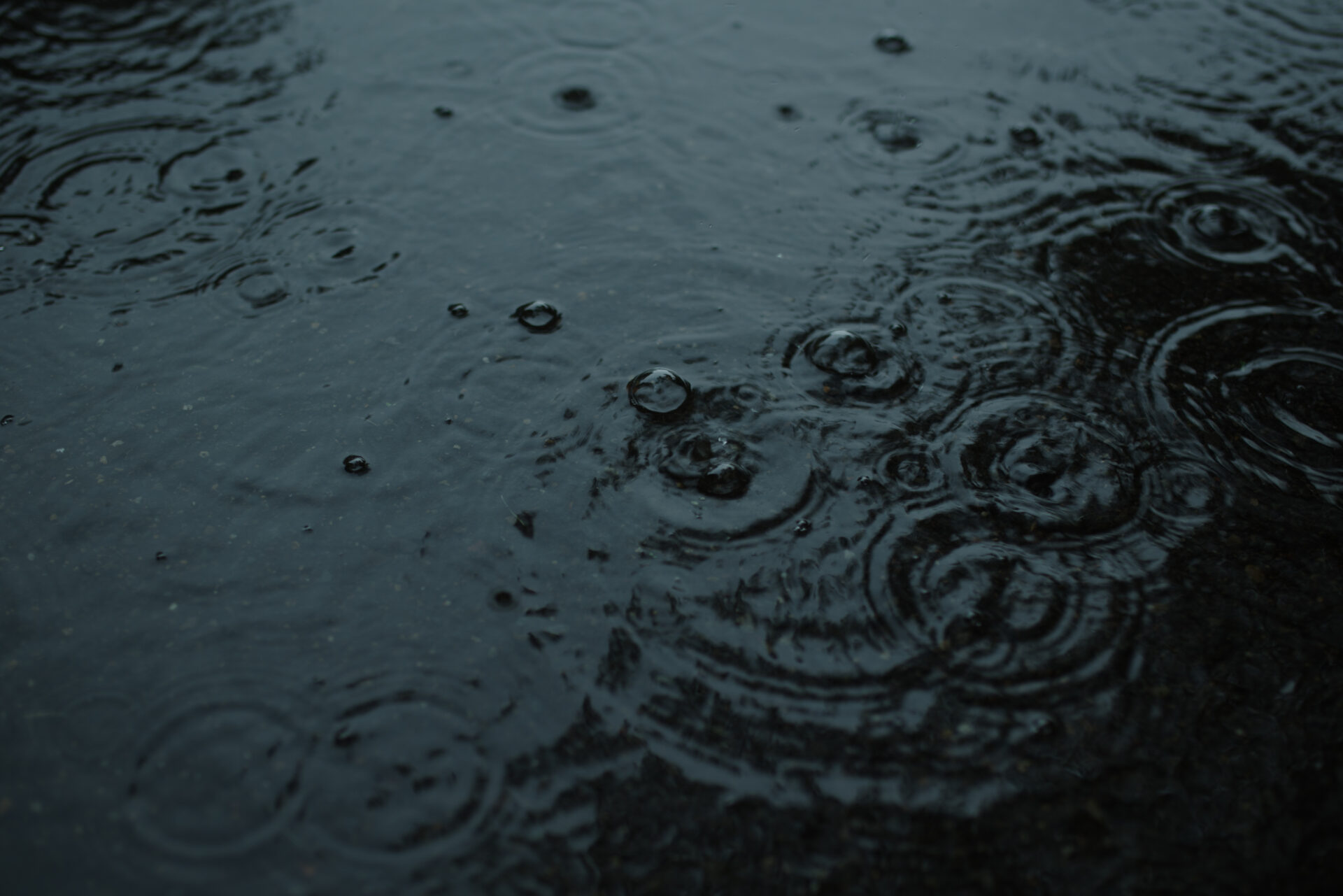 新宿御苑の水たまりに広がる雨粒の波紋