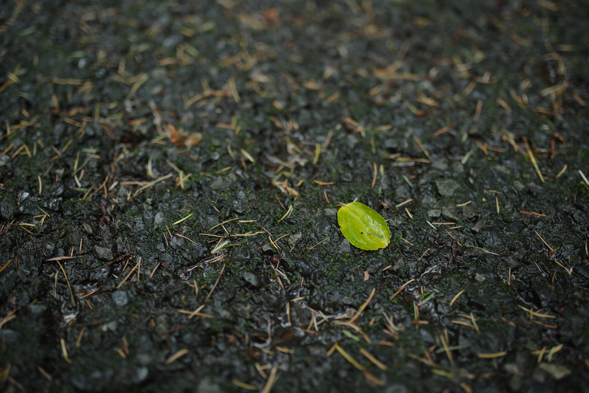 雨に濡れた黒い地面に落ちた一枚の緑の葉