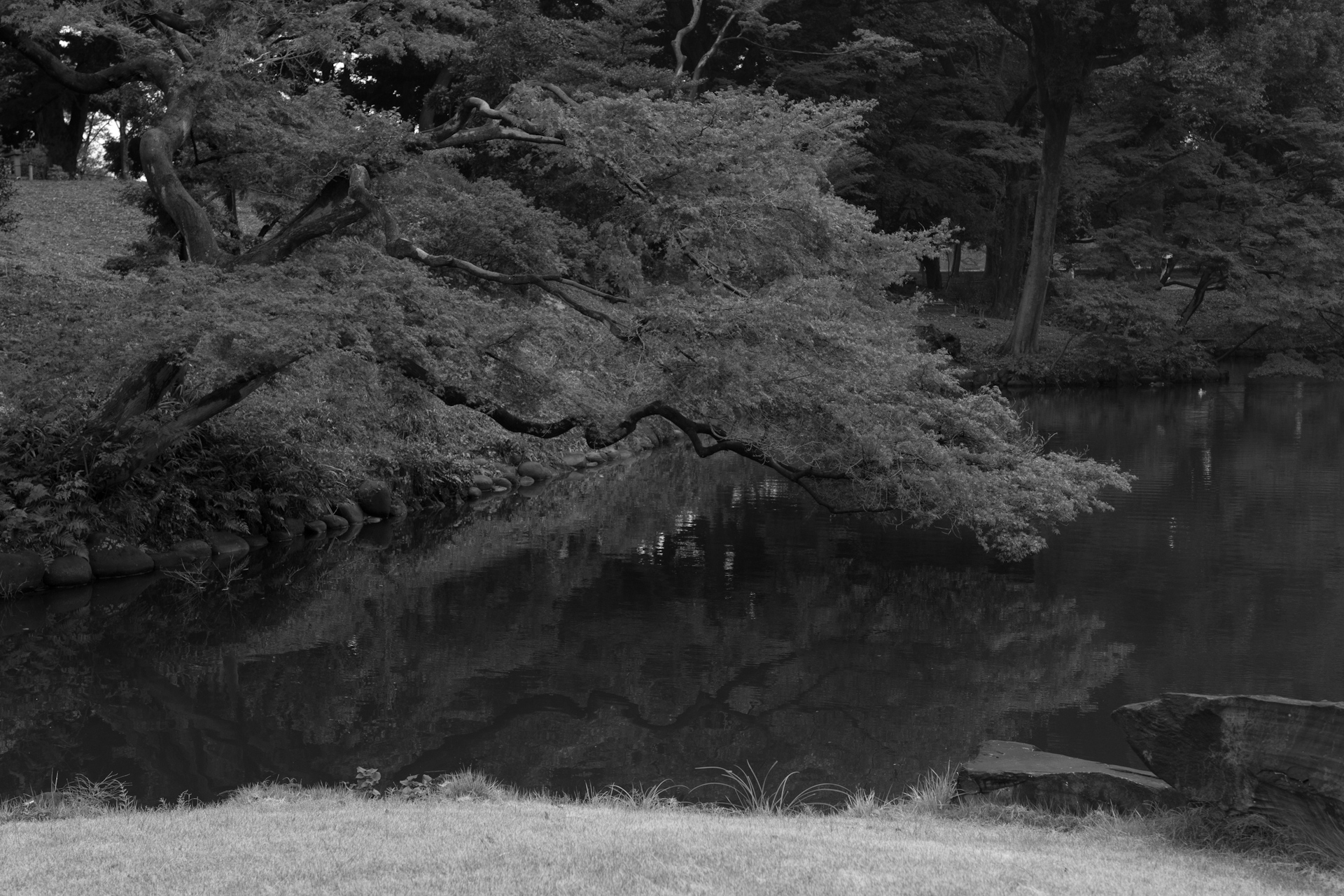 池に張り出す木と水面の映り込み、モノクロ