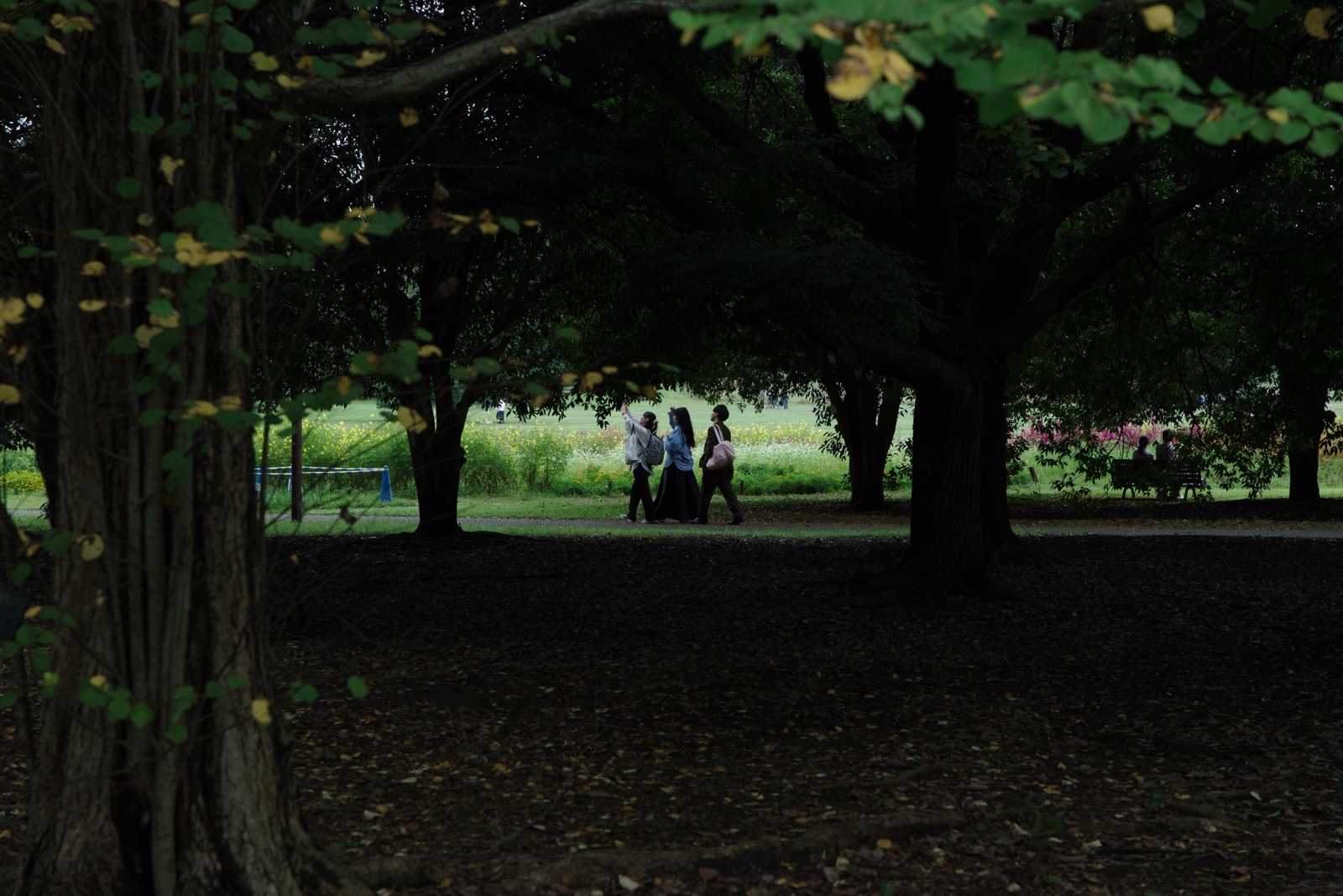 雨の日の昭和記念公園で木々越しに見える人々
